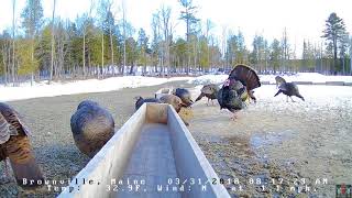 2018 03 31  799 Strutting Turkeys on the Brownville Food Pantry Cam [upl. by Daly]