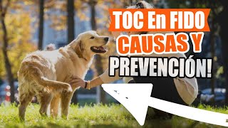 TOC En PERROS Osteocondritis disecante🐶👇 [upl. by Nhguavad]