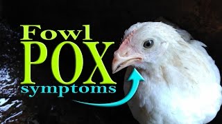 FowlPox in Chickens Avian Pox Wet Pox Poultry Diseases Symptoms poultry farming [upl. by Notxarb]