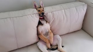 The Funniest Animal Videos 2024 😁 Funny Dogs and Cats are here to Break your HEART [upl. by Ahsiken]