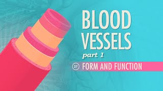 Blood Vessels Part 1  Form and Function Crash Course Anatomy amp Physiology 27 [upl. by Toole]