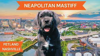 Neapolitan Mastiff Breed Highlights [upl. by Cohen]