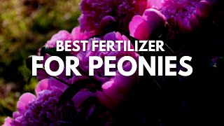 Best Fertilizer For Peonies  Top Reviews From Experts [upl. by Amiel]