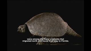 Pliocene Epoch  Florida Fossils Evolution of Life and Land [upl. by Felicdad988]