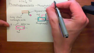 The PKC Pathway Part 4 [upl. by Thoer]