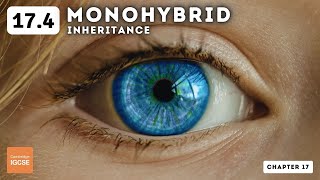 IGCSE Biology  Monohybrid inheritance 174 [upl. by Ellohcin2]