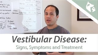 What is Vestibular Disease [upl. by Naj]