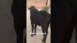 Hldb m 8864 bull result [upl. by Cristy901]