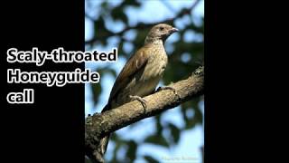 Scalythroated Honeyguide call [upl. by Rebeka]