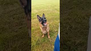 german shepherd private k9 training quotdancing with the handlerquot [upl. by Laniger]