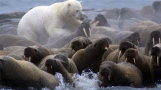 Polar Bear vs Walrus colony  BBC Planet Earth  BBC Studios [upl. by Aldric]