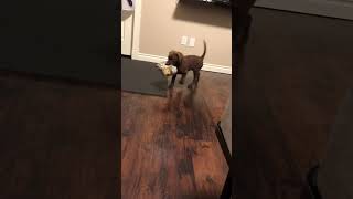 7 week old Chesapeake bay retriever working on retrieving chesapeakebayretriever [upl. by Notseh]