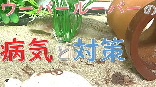 【春勉⑥】ウーパールーパーがなる病気 21 ウーパールーパー axolotl アクアリウム かわいい動物 [upl. by Nabatse]