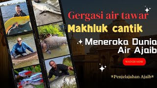 Gergasi air tawar dan makhluk cantik meneroka dunia air ajaibExploring the magical world of water [upl. by Andrus]