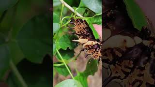 Giant caterpillars Troides aeacus the golden birdwing [upl. by Bald]