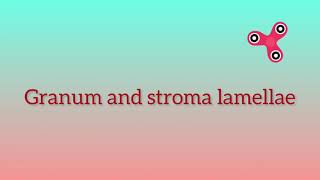 Granum and stroma lamellae [upl. by Llorrac]