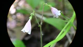 Linnaea borealis Twinflower [upl. by Retsub]