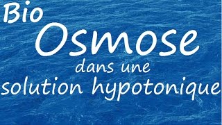 Osmose dans solution hypotonique [upl. by Maxama]