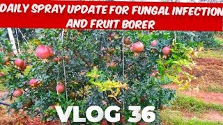 Daily spray update for fungal infection and from borer [upl. by Britte789]