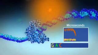 Single Molecule Real Time Sequencing  Pacific Biosciences [upl. by Arima485]