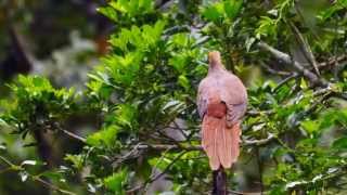 Brown CuckooDove or Slenderbilled CuckooDove Macropygia phasianella [upl. by Sherard]