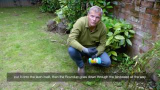 Bindweed In Lawn  Videos  Roundup Weedkiller [upl. by Alletsirhc658]