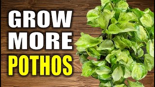 Best WAYS to Propagate Pothos [upl. by Regdirb]