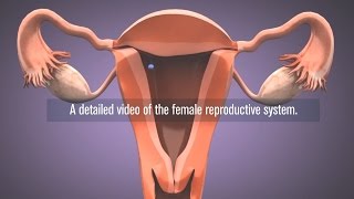 Medical  Female reproductive system in 3D [upl. by Corb]