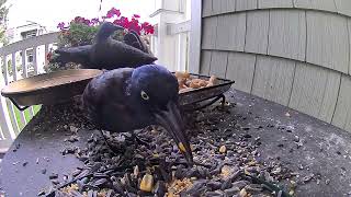 Lone Grackle being picky [upl. by Kissee606]