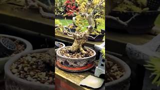 Bonsai Pots Aesthetic Considerations [upl. by Ameerahs]