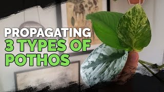 Propagating 3 Types of Pothos via Water Cuttings Foolproof Method 🌱 [upl. by Thamos775]