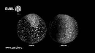 Zebrafish developing under microscope  Digital Embryo [upl. by Akiwak]