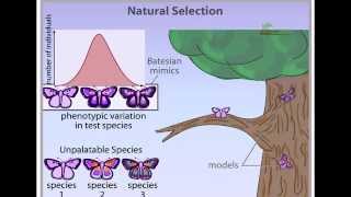 Types of Natural Selection [upl. by Hendren]