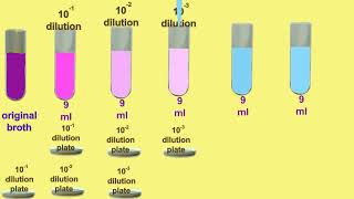 dilution series [upl. by Adabelle93]