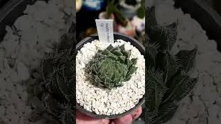 Haworthia Arachnoidea Taiwan haworthia plumpysucculentsexotics haworthiaarachnoidea [upl. by Moth]