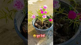 Portulaca plant growing respect flowers youtube viral short [upl. by Kinemod]