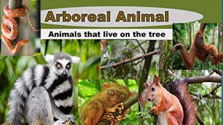 Arboreal AnimalsAnimals that live in trees Arboreal Facts for kids [upl. by Ettelrahc164]