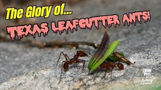 The Glory of Texas Leaf Cutter Ants [upl. by Antin]