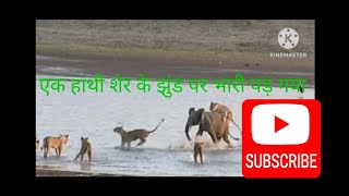 एक हाथी ने शेर को पसीना निकाल दिया elephant wildlif lion shorts youtubeshorts viral [upl. by Hezekiah]