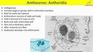 Anthoceros ReproductionVegetative and Sexual Reproduction in AnthocerosAntheridium and Archegonium [upl. by Lrae]