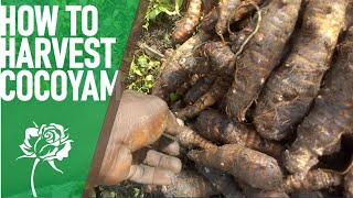 Harvesting Cocoyam and Preparing Cocoyam with Kontomire Stew [upl. by Senhauser]