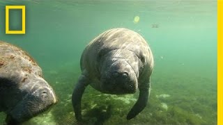 Crystal River Refuges quotManatee Mannersquot for Swimmers [upl. by Rice3]