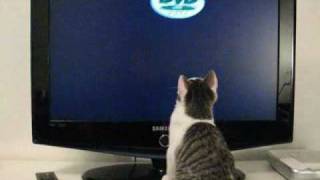 Cat watches TV better DVD logo [upl. by Lemar]