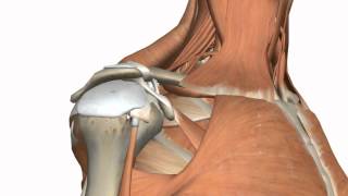 Shoulder Joint  Glenohumeral Joint  3D Anatomy Tutorial [upl. by Nnylahs]