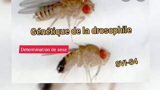 Génétique de la drosophiledetermination du sexe [upl. by Aihsoj]