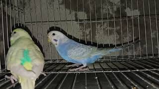 BUDGIE DOM PIED amp OPALINE COBALT FBG  নতুন করে ব্রিডিং এ দিলাম । birds budgie parakeet বাজরিগার [upl. by Sirk]