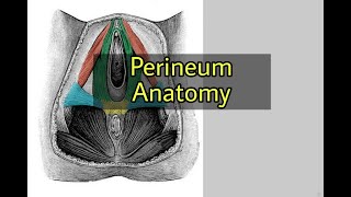 Perineum Anatomy made easy  Pelvis and Perineum  Anatomy [upl. by Hines]