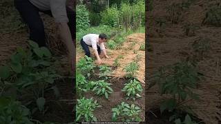 Sustainable Farming How Thai Farmers Use Rice Straw for Bumper Chilli Crops 🌶️😳 [upl. by Eirameinna]