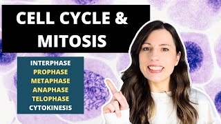 Cell Cycle amp MITOSIS Alevel Biology Prophase Metaphase Anaphase and Telophase [upl. by Stanwood]