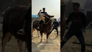 1 Ton Fleckvieh bull Riding  Shopno Shaj Agro Farm [upl. by Buffum]